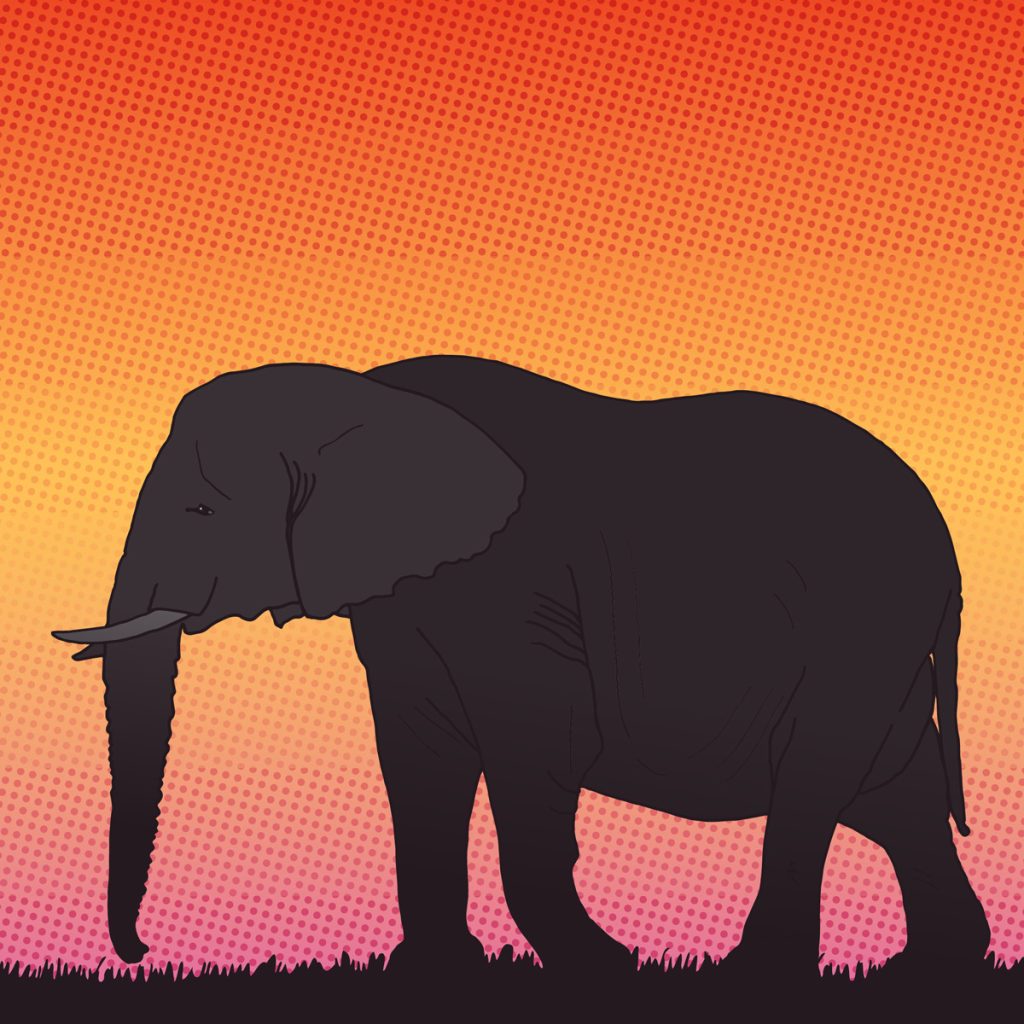 silhouet van een olifant met op de achtergrond een opkomende zon