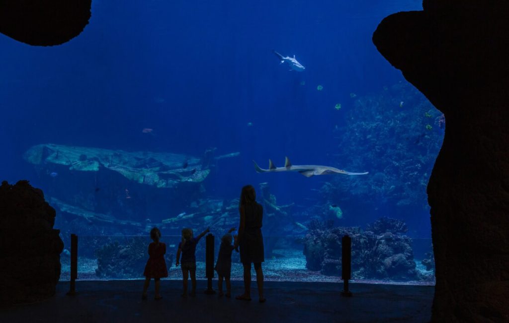 Mensen staan voor het glas van een groot aquarium in het Burger's Zoo, Oceanium